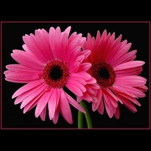 Meet your Posher, Yvonne